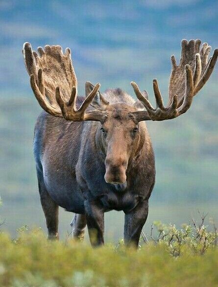 Elk - Elk, Animals, The photo, Longpost