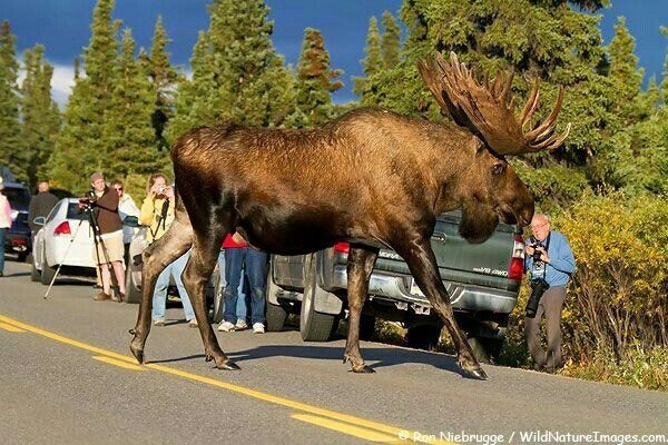 Elk - Elk, Animals, The photo, Longpost