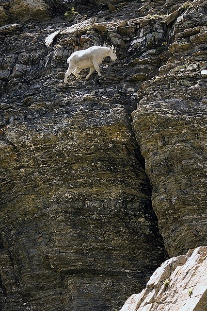 Snow goat - Goat, Animals, The photo, Longpost, Snow, The mountains, Wild animals