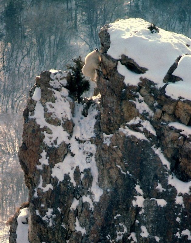 Snow goat - Goat, Animals, The photo, Longpost, Snow, The mountains, Wild animals