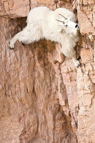 Snow goat - Goat, Animals, The photo, Longpost, Snow, The mountains, Wild animals