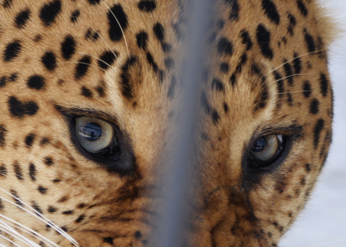 Far Eastern leopards fought at the first meeting in the Primorsky safari park - Far Eastern leopard, Safari Park, Fight