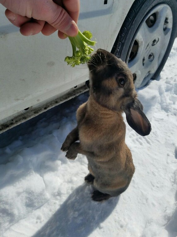 Found this guy under my car this morning. - Hare, Rabbit, Animals, Milota, Broccoli