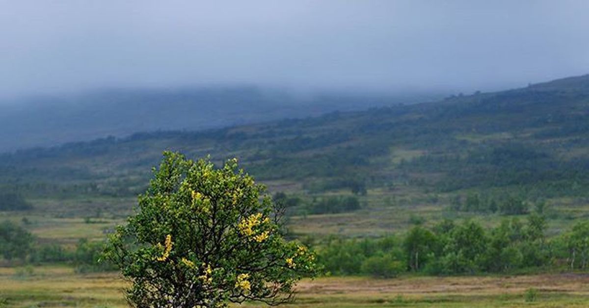 Бегущее дерево. Дерево убегает. Бегущий куст. Убегающий куст.