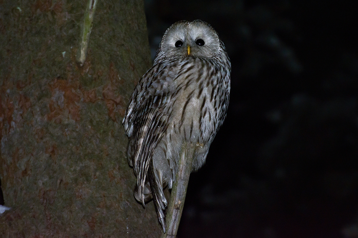 Long-tailed owl - My, Birds, Owl, The photo, , Nikon, Long-tailed owl, Night