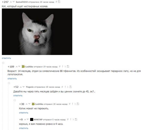 When comments are too good - Comments, cat, Comments on Peekaboo