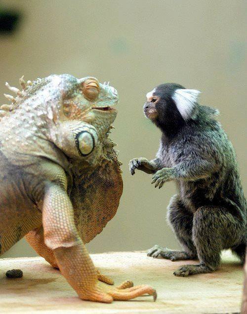 Talk - Nature, Animals, Humor, Chameleon, Monkey