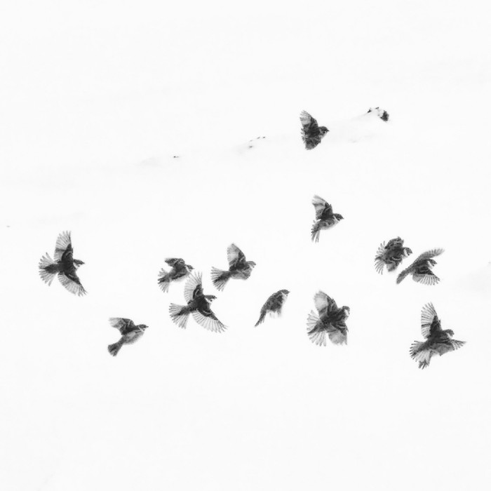 Sparrows in the snow - My, Sparrow, Black and white photo