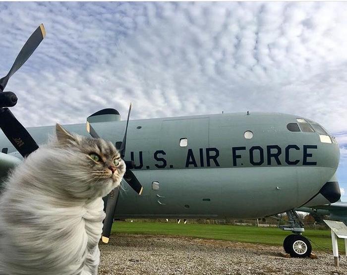 Soon to fly - cat, Airplane, , Air force
