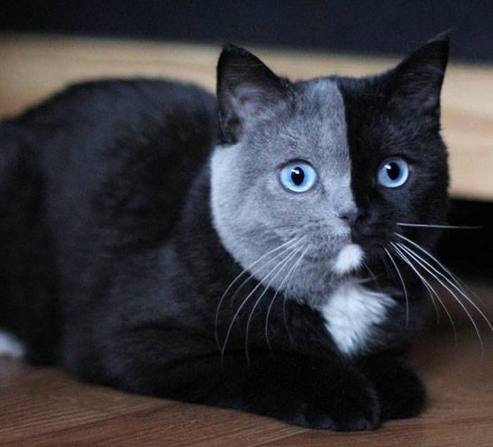 Out of toner - cat, Two-faced, Reddit