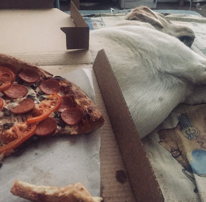 Pizza with a dog - Dog, Pizza, The photo, Humor