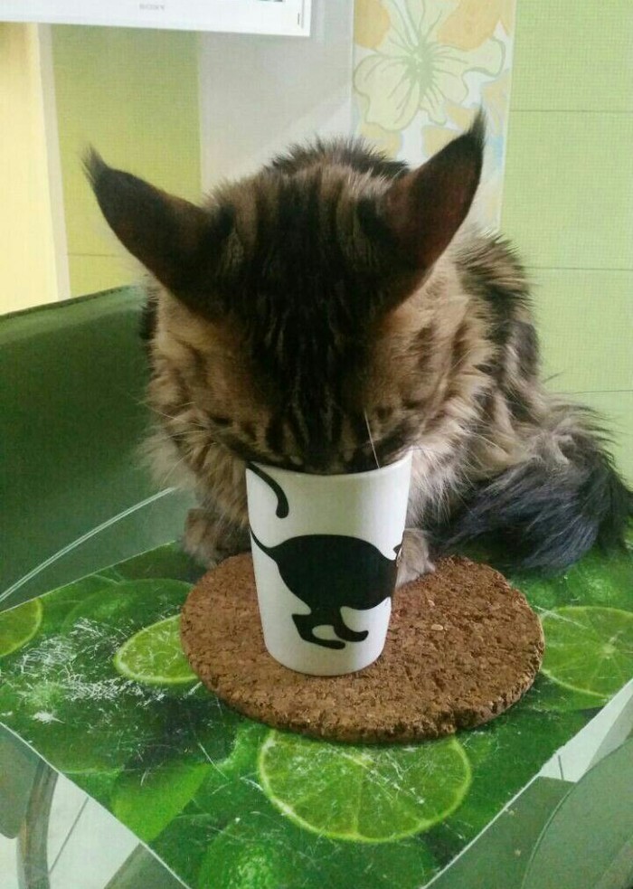 Не смогла удержаться)Знакомьтесь- Валентин!