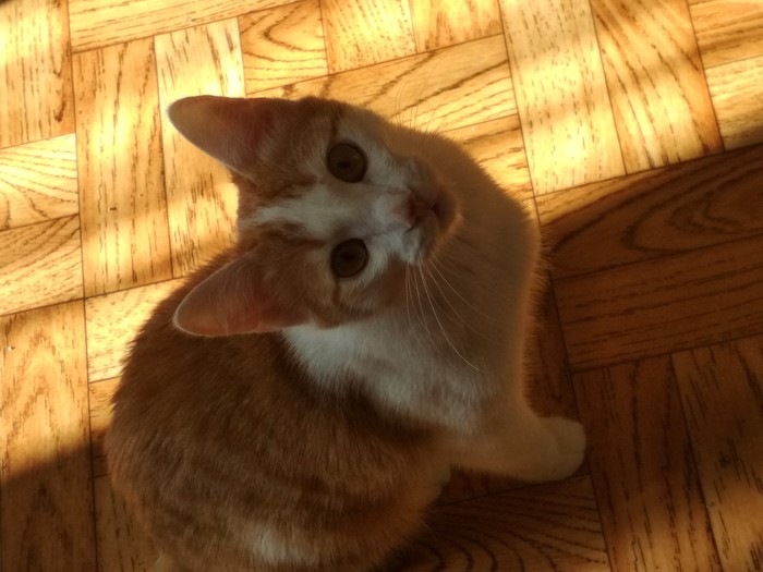 Sun - My, cat, 