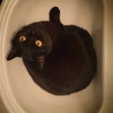 Without a cat, life is not the same, or how to get rid of a blockage in the sink... - My, Catomafia, cat, Black cat, Cat trap, The photo