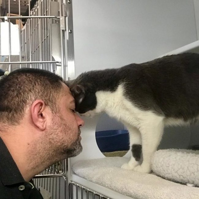 “One, two, three, four, five – start hugging!” Every morning he gets a basket of kittens and starts working miracles...) - Vet, cat, Work, The rescue, Longpost