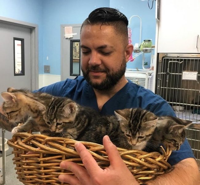 “One, two, three, four, five – start hugging!” Every morning he gets a basket of kittens and starts working miracles...) - Vet, cat, Work, The rescue, Longpost