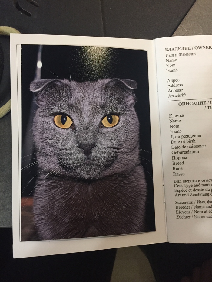 All passport photos are similar) - My, cat, Photos of the documents