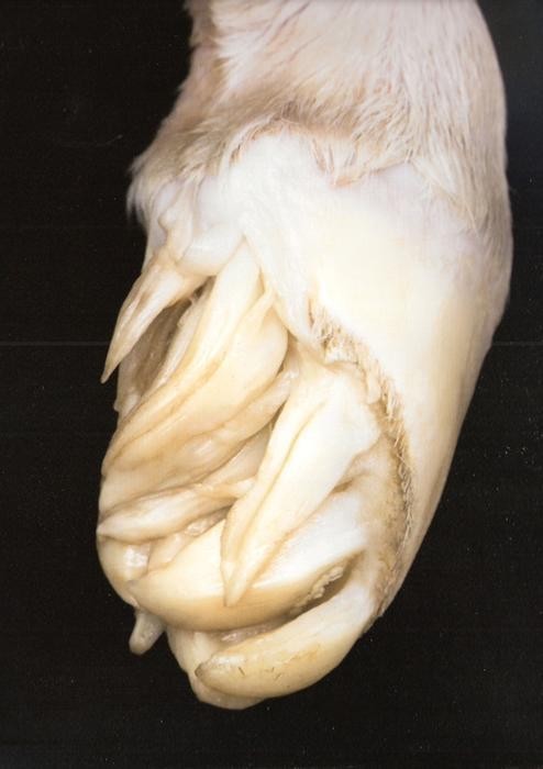 What do the hooves of a newborn foal look like? - Horses, Foal, Hooves, Interesting, Nature