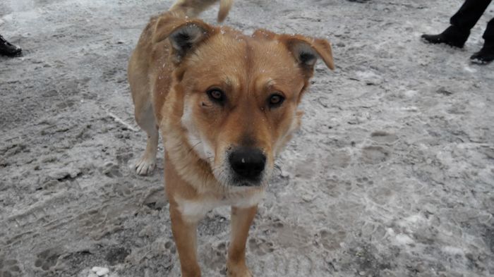 Nikki got shot! He really needs help! - My, Dog, Pets, Animals, Moscow, In good hands, Help, Longpost, The rescue