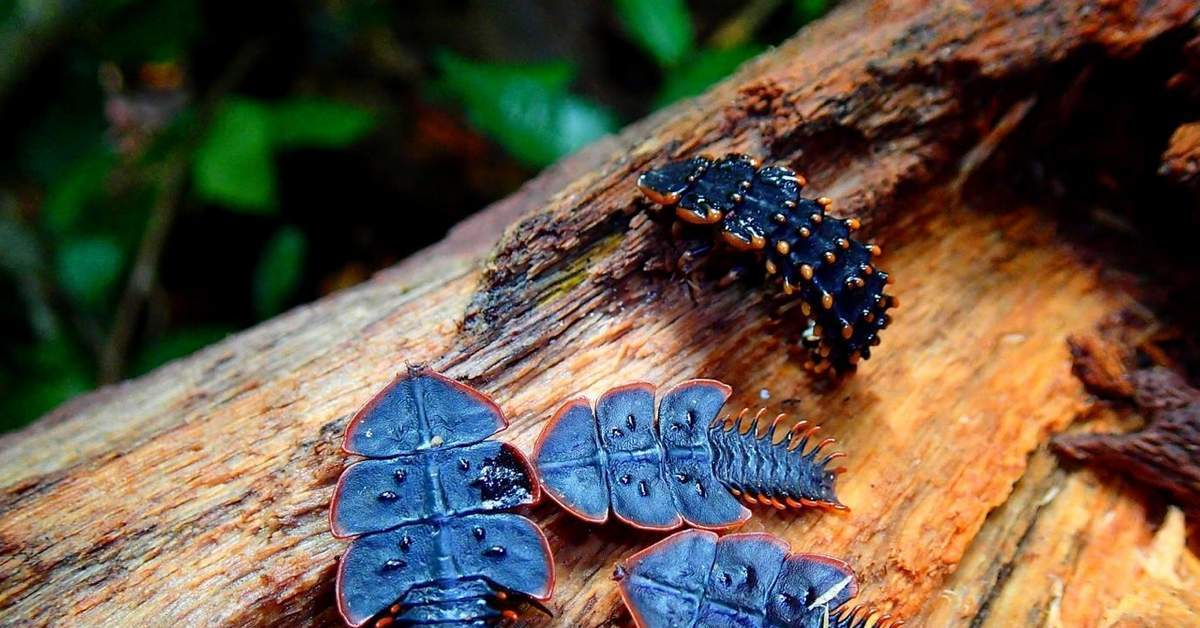 Новый вид насекомых. Жуки трилобиты. Жук Трилобит (Trilobite Beetle). Жук-Трилобит (Platerodrilus). Жук Трилобит личинка.