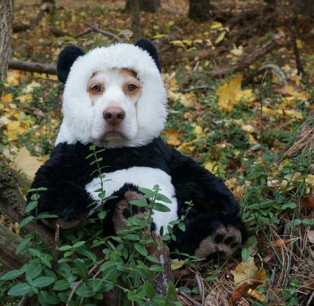 I have to share it - Dog, Humor, Panda, Not mine