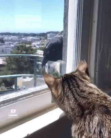 Knock knock, hello neighbor - GIF, Crow, cat, Window, Glass, Birds, Animals