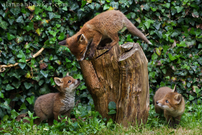 King of the Hill. - The photo, Animals, Fox, Stump, Games, Alannahhawker