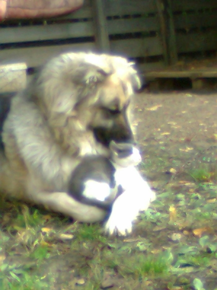 Faithful friends - Dog, cat