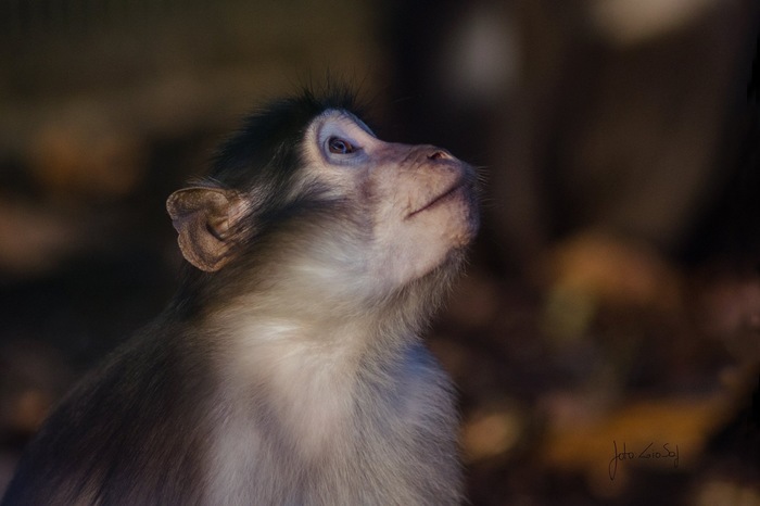 In dreams - My, The photo, Monkey, Animals, My