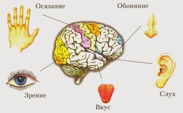 10 мифов о человеческом теле, которые точно вас удивят! - Здоровье, Мифы, Тело, Человек, Длиннопост