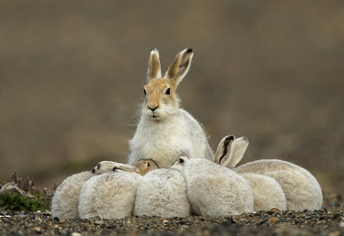 Mom hare - Hare, White hare, hare, Animals, The photo