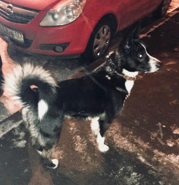 Found a dog. - My, Biserovo, Dog, Moscow, Moscow region, Found a dog, No rating, A loss, Lost