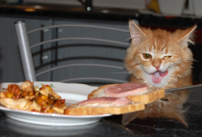 Well, I'm having a great lunch today! - cat, Milota, Interesting, A sandwich
