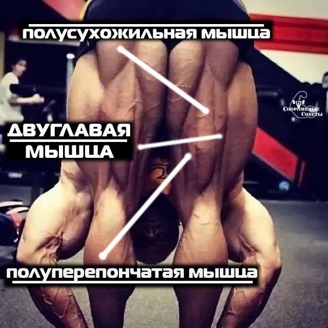 I want slender legs! Or briefly about the biceps femoris - My, Sport, Тренер, Training program, Muscle, Biceps, Legs, beauty, Sports Tips, Longpost