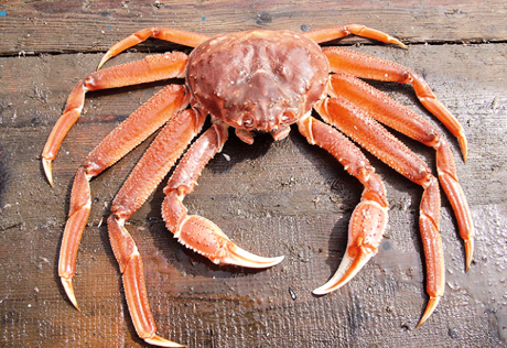 Russian crab became the owner of the certificate of the Marine Stewardship Council - Agronews, Crab, Russia, Certificate, Experiment, Sea, Ocean