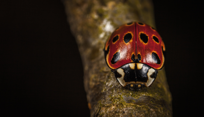 ladybug - My, Macro, ladybug, Жуки, Mp-e 65 mm, Macro photography