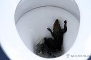 Rats from the toilet - Rat, Toilet, Toilet, , Plumbing, Plague, Longpost, Video