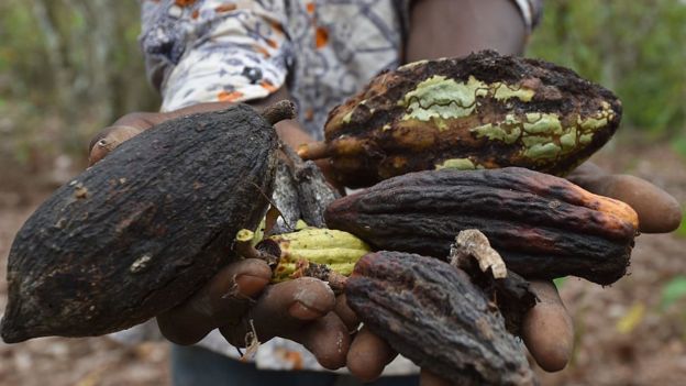 Scientists: chocolate may become an unaffordable luxury in the future - Chocolate, , , Anxiety, Longpost