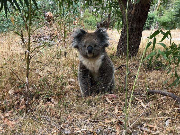 Perfect Koala - Reddit, Ideally, Milota, Animals, Koala