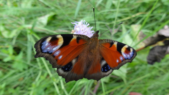 Peacock's Eye - My, Butterfly, Peacock's Eye, Macro, The photo, Insects, Macro photography