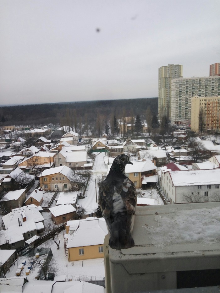 Этот Голубь смотрит вам в душу