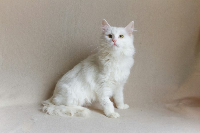 Moscow. Cloud of tenderness Ellie is looking for a home - My, Moscow, cat, Helping animals, In good hands, Help, , Longpost