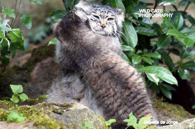 Difficulties of motherhood - cat, Pallas' cat, Longpost, Wild animals