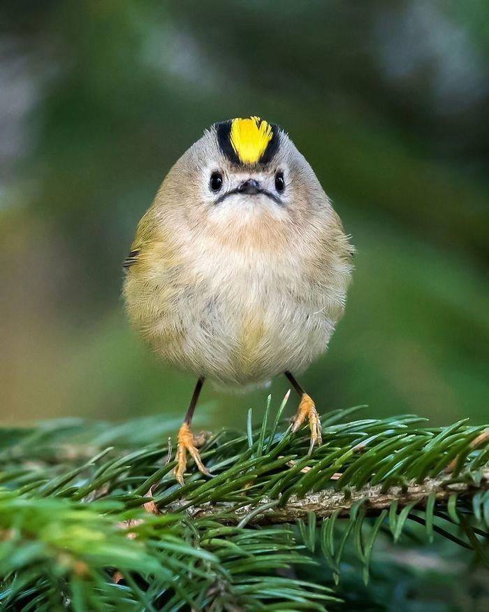 Angry Birds в природе птицы, Дикая природа, длиннопост, фотография, Подборка