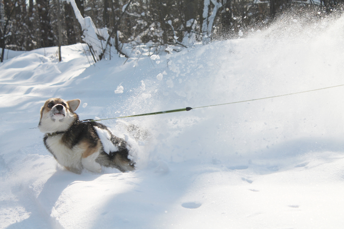 snow monster - Pets, The photo, Dog, Corgi, Winter, Snow, My