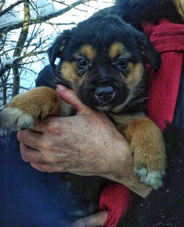 Puppies Moscow mongrels are looking for a home - Puppies, Help, Butovo, In good hands, Cur, Longpost, No rating, Dog, Helping animals