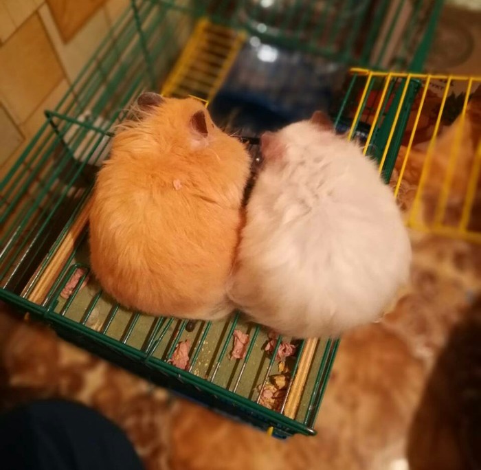 Fluffy hamsters in your feed - , Syrian hamster, My, Longpost