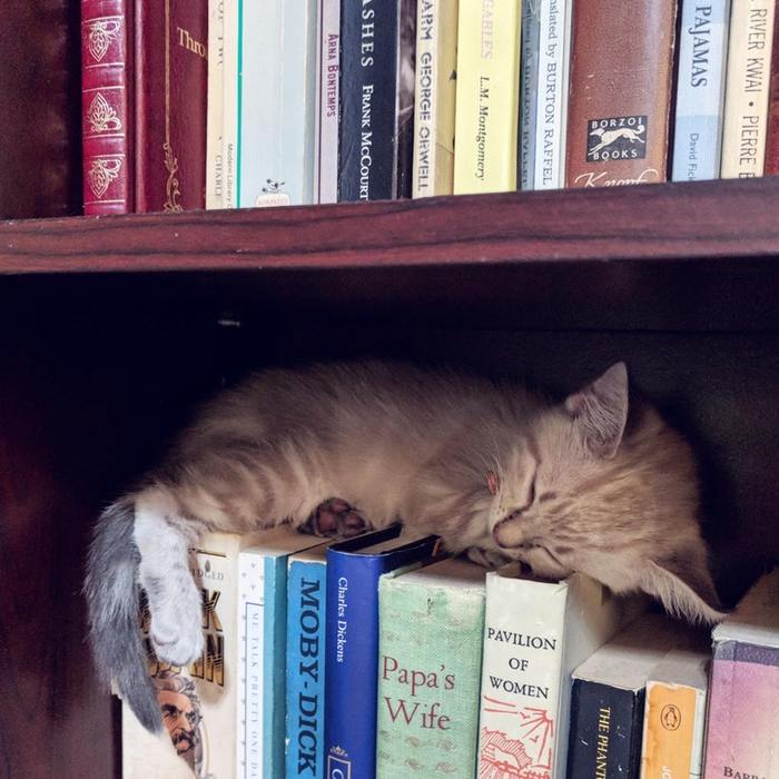 The first day at home, and he already leaned on the classics - cat, Animals, Pets, Books, Classic, Dream, Reddit