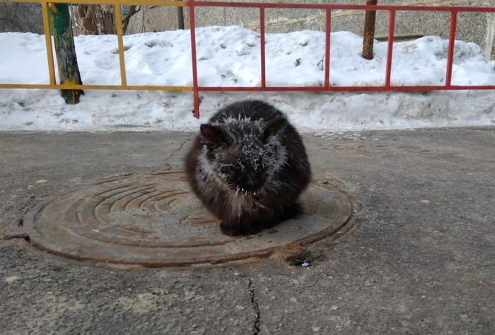 Котейка ждёт весны