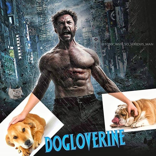 Cat owner in the year of the dog - My, Cat lovers, Wolverine, Hugh Jackman, Year of the dog, Wolverine X-Men, Logan